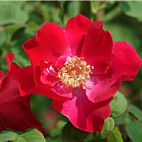 Červená - Stromková růže s drobnými květy - stromková růže s převislou korunou